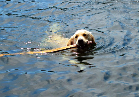 Dog swimming