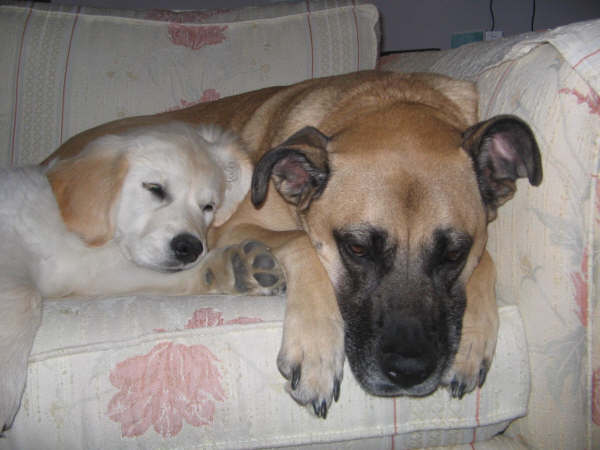Dogs sleeping on couch