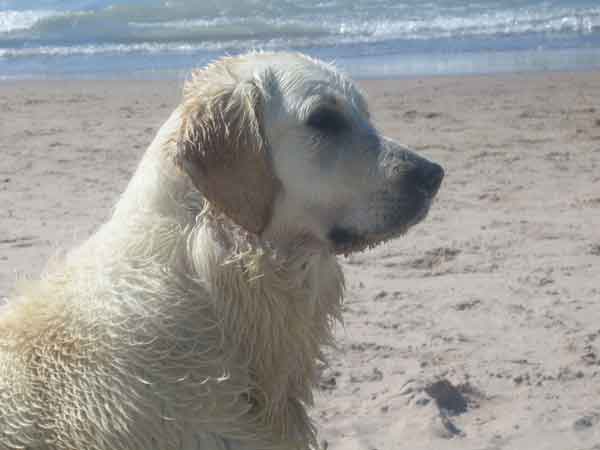 Chesea at the beach