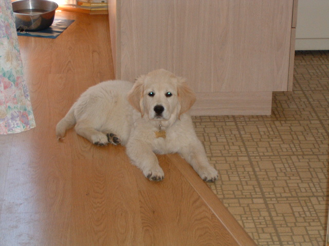 Lying on the floor in the kitchen