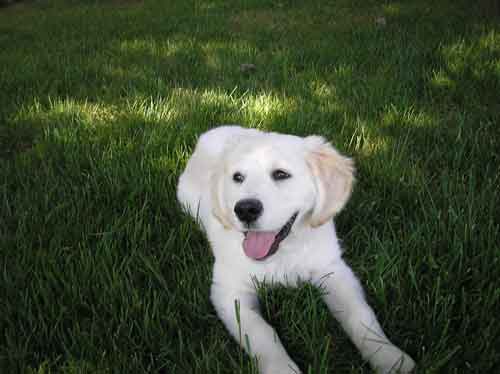 Puppy on grass